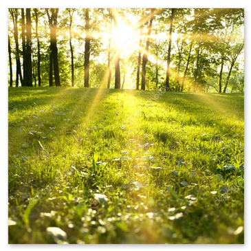 Waldweg im Morgennebel